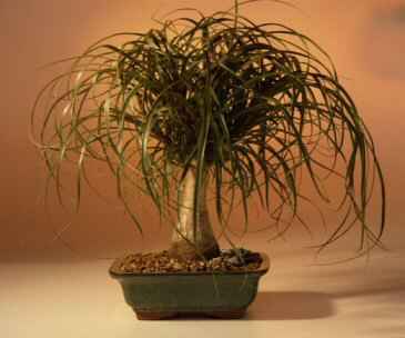 Ponytail Palm - Large (Beaucamea Recurvata)